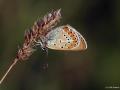 Polyommatus eumedon (Çokgözlü Geraniummavisi)